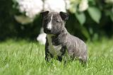 BULL TERRIER MINIATURE 206